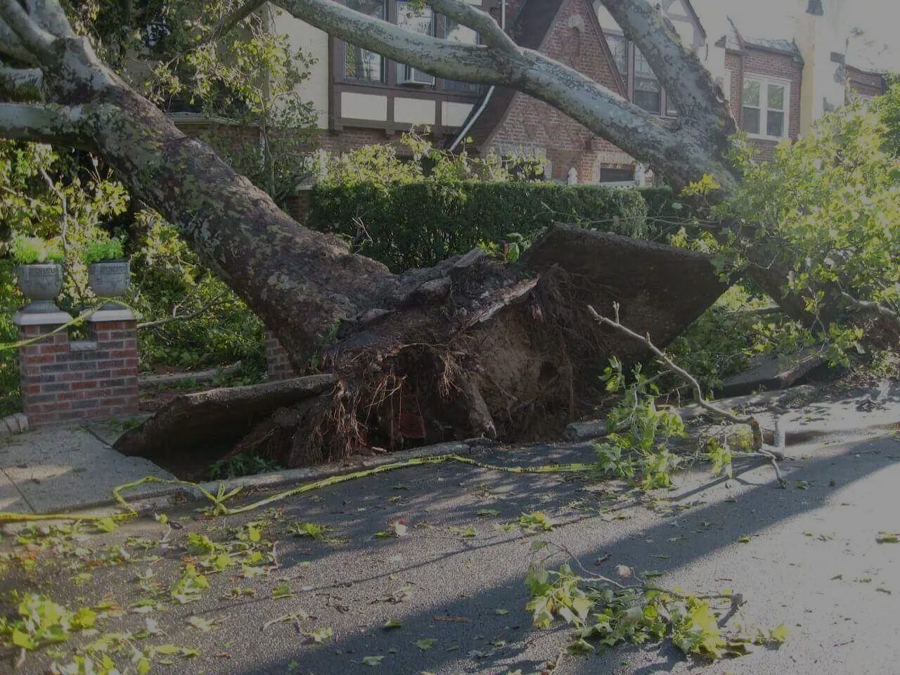 Large uprooted tree fallen across a residential street after a storm