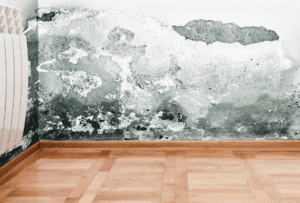 Mold DAMAGE ON A WALL AND CEILING